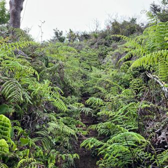 作業エリア外だけど、こっちの方が繁茂してる