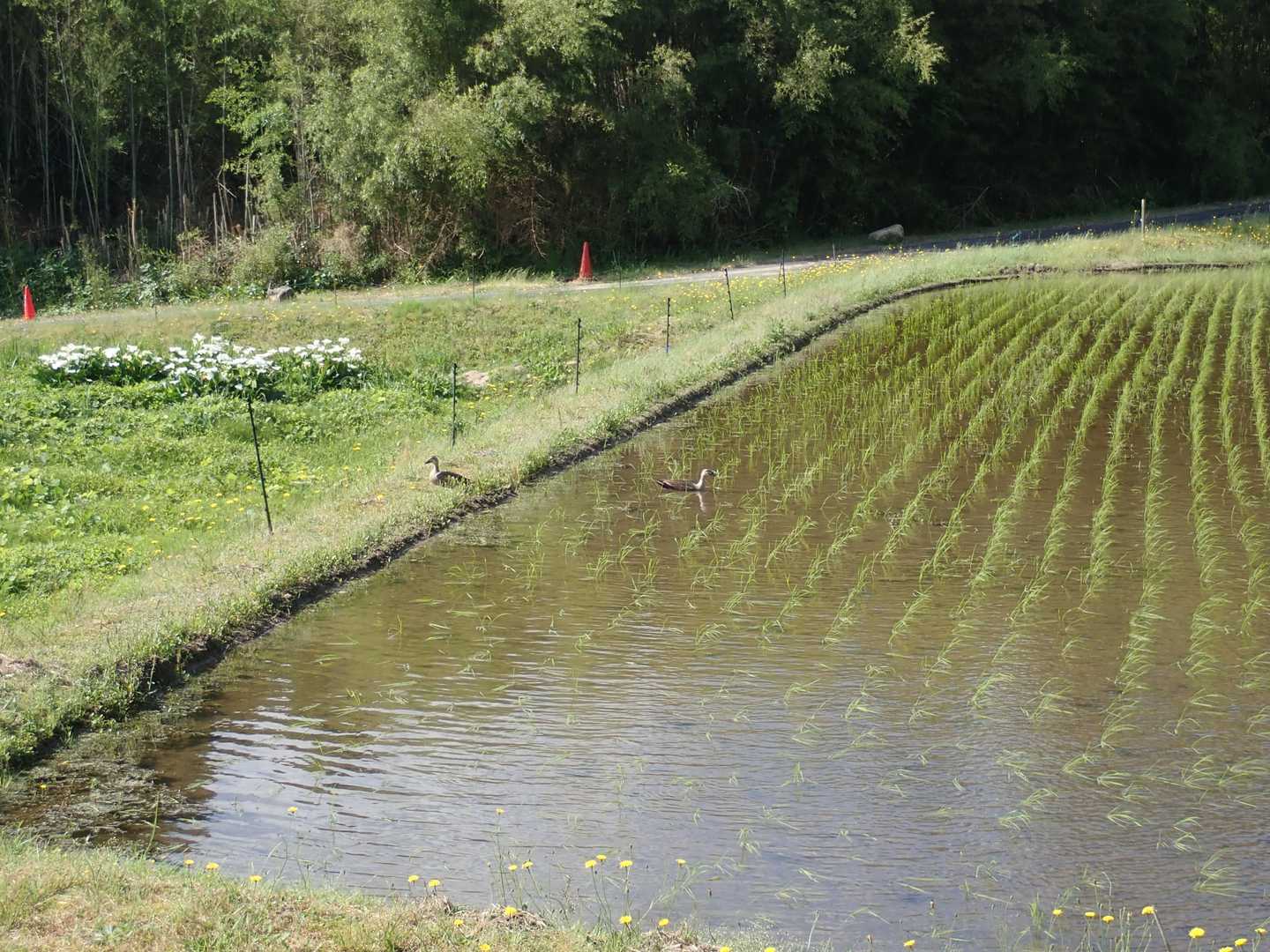 田んぼにカモ