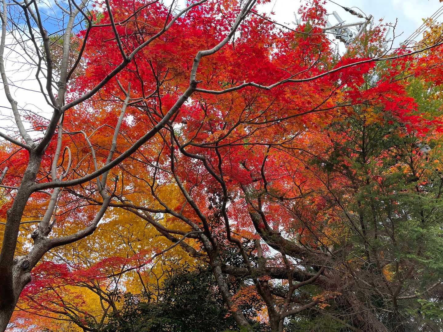紅葉が色んな色できれい