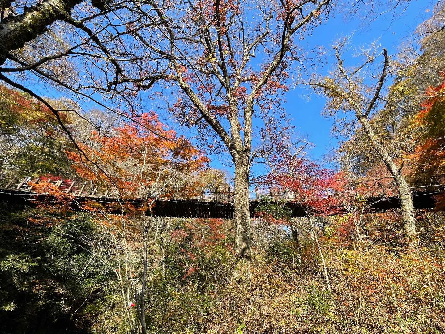 帰る前に🍁振り返る😄