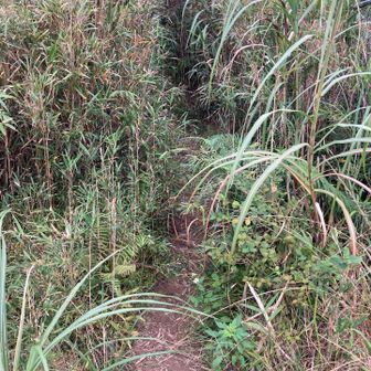 左側の笹藪、ここから三角点に向かう