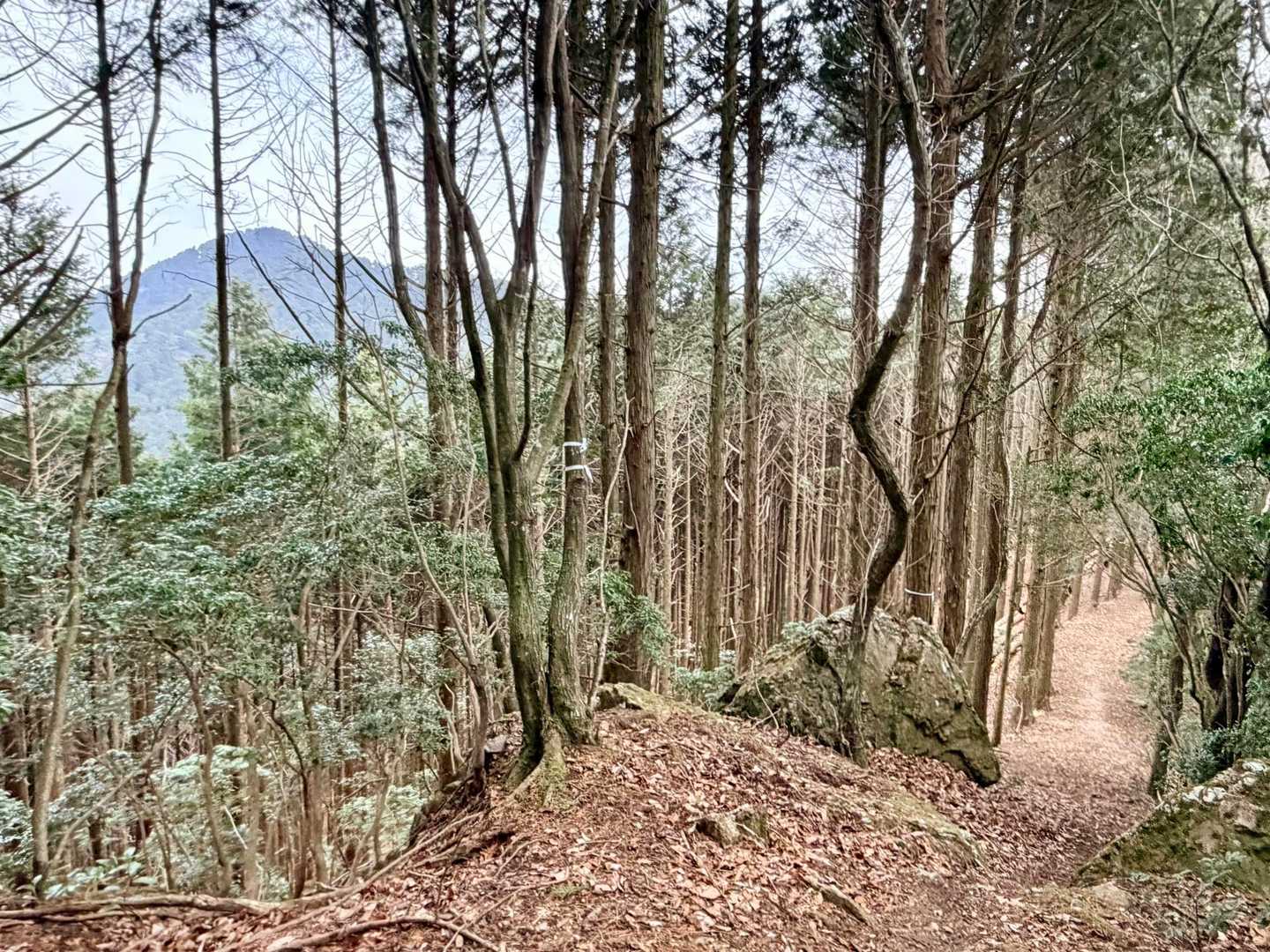 まあまあ早いペースで登ります。
左に見えるのが高森山ですね❣️