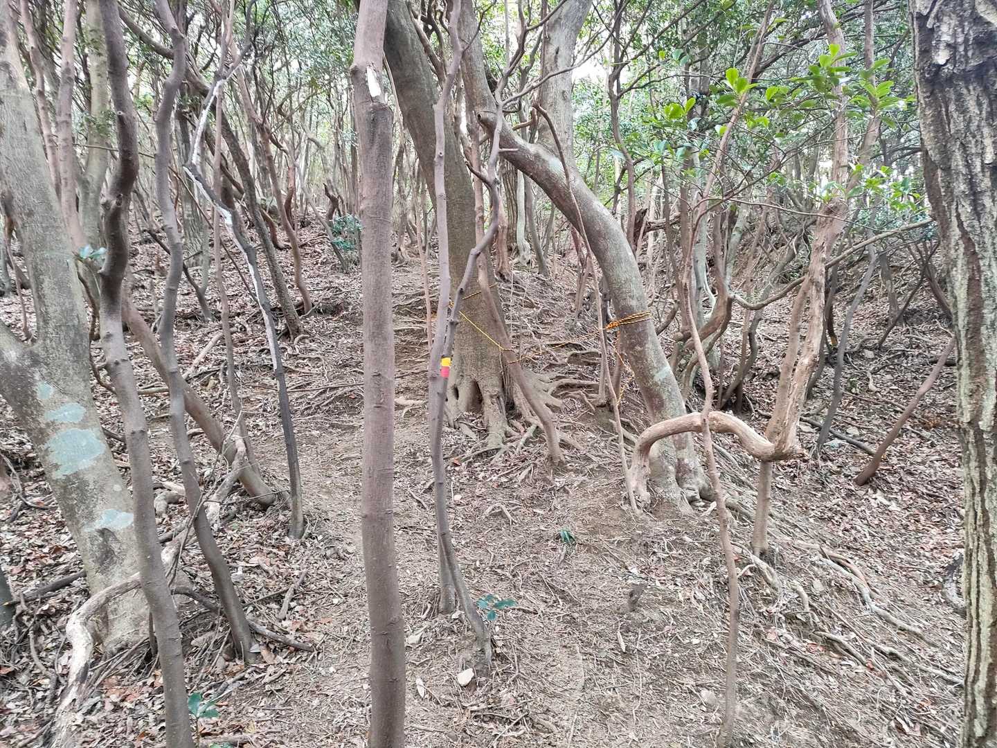 ちょっと分かりづらい
踏み跡を探して登る
