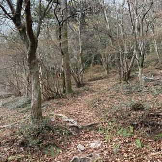 ここから少し上り。