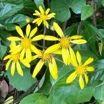 神奈川県では夏に咲いています
