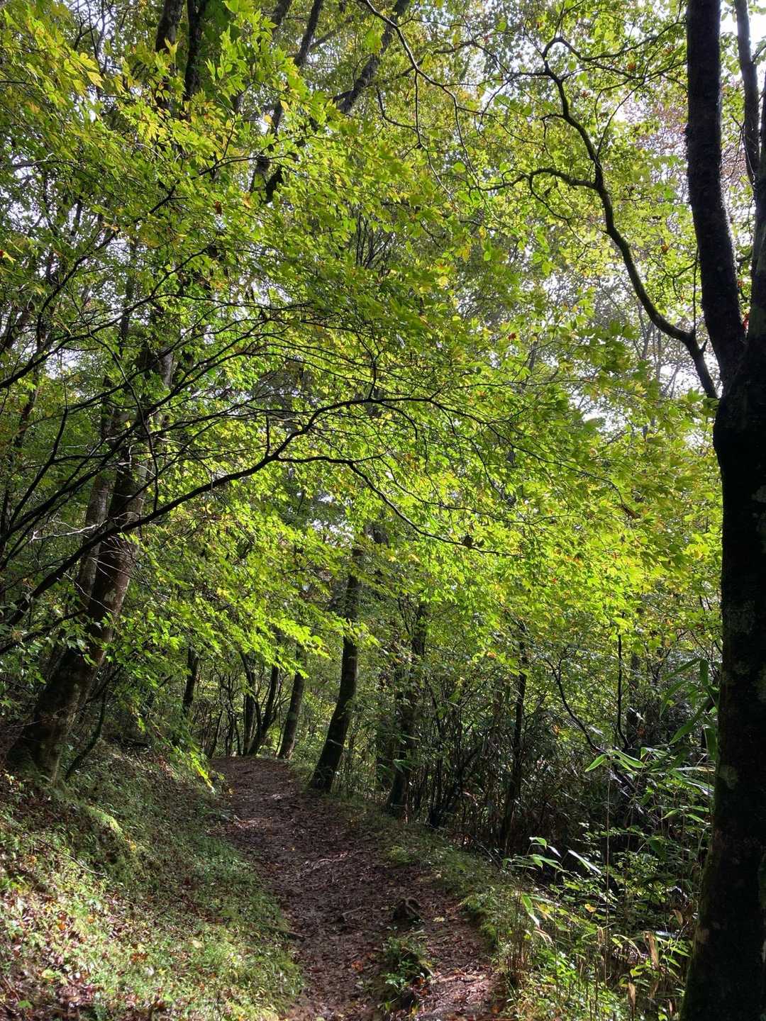 日が射すと新緑のよう🌿✨