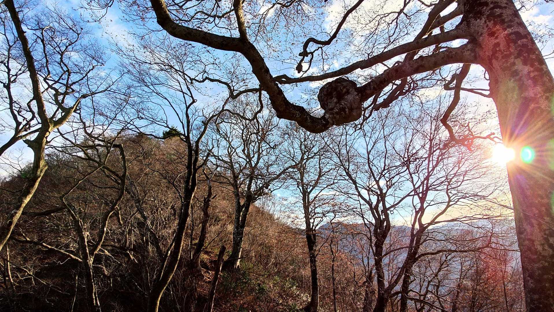 徳網山 往復コースの写真