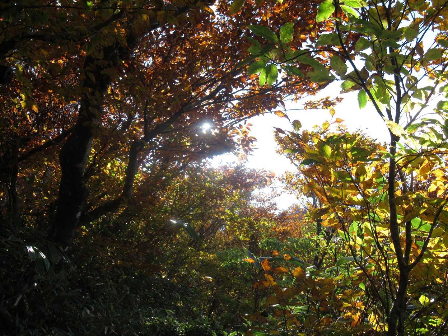 紅葉の木漏れ日が眩しいです。