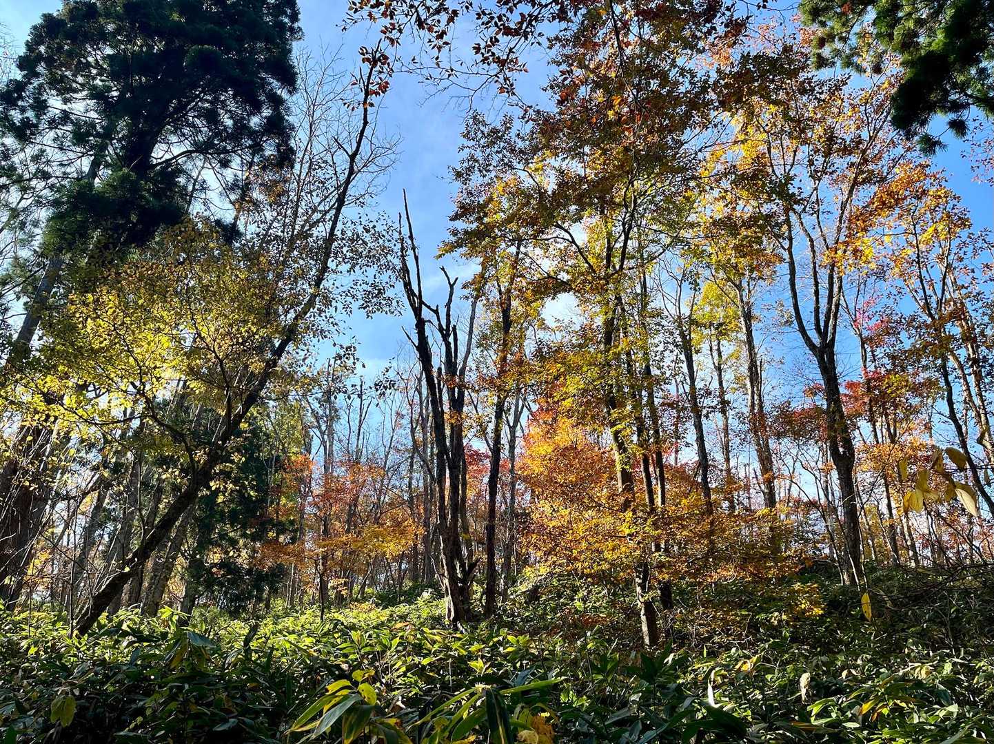 登山日和でした