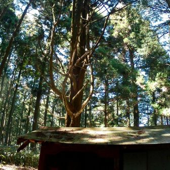 この杉は二代目らしい