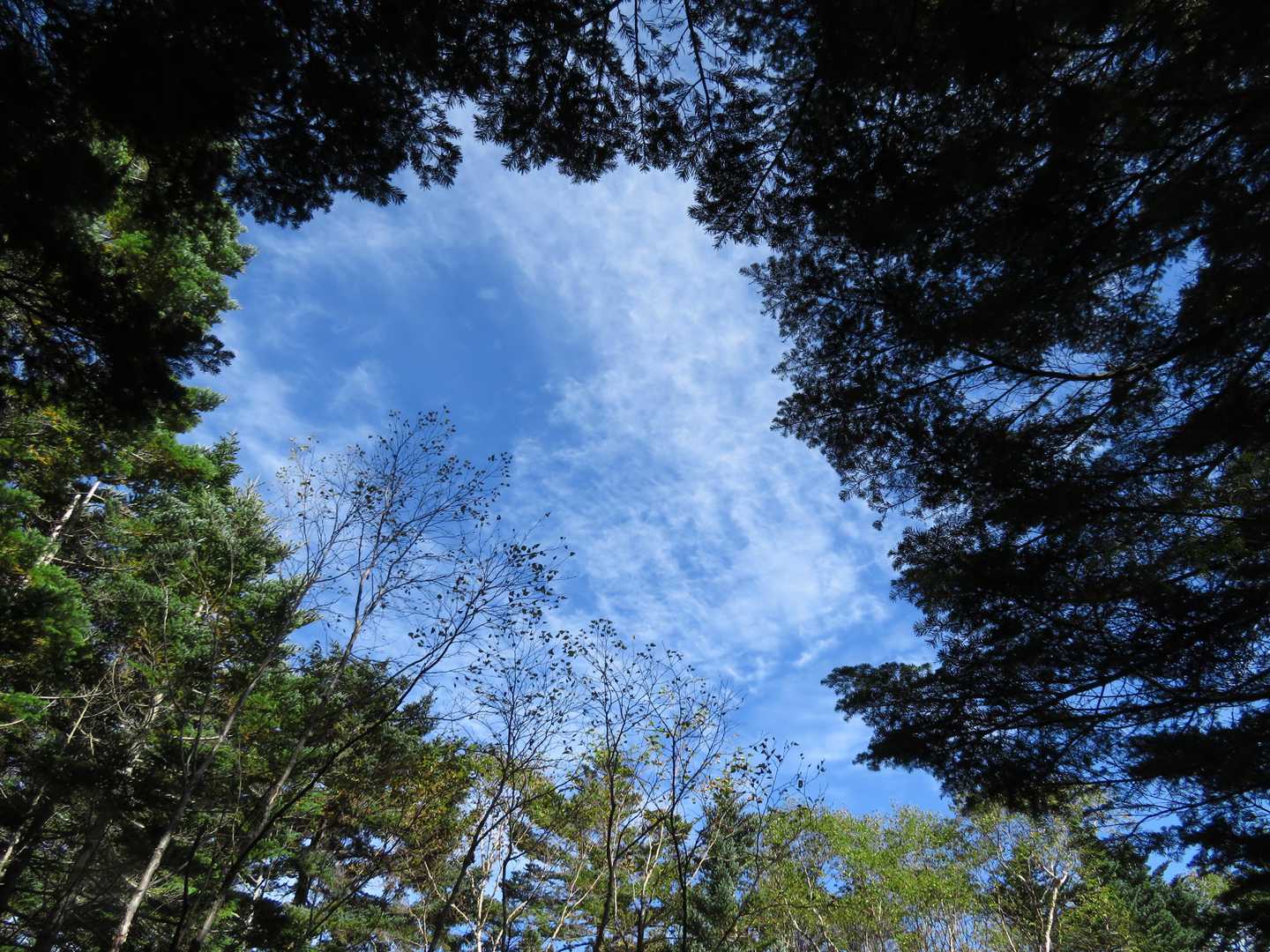 ぽっかり空いた天井から見える青空を見上げて、幸せな気持ちになる🤗