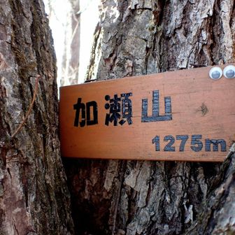 山頂標識はこっちを見ている。
道から外れてちょっと登ったところにある。