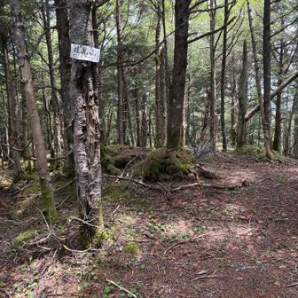 遠見山。ここからさらに踏み跡薄く、
ルーファイしながら👀‥