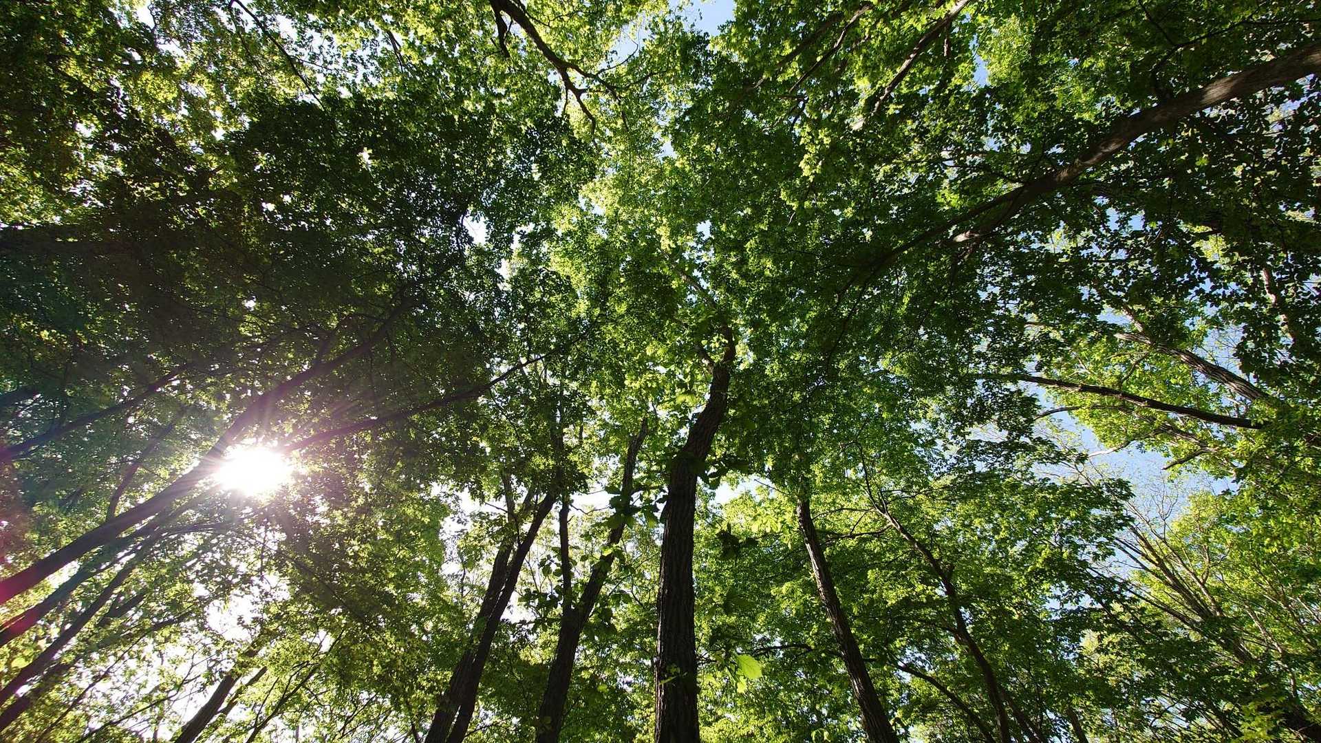 西ノ内登山口-五十人山 往復コースの写真