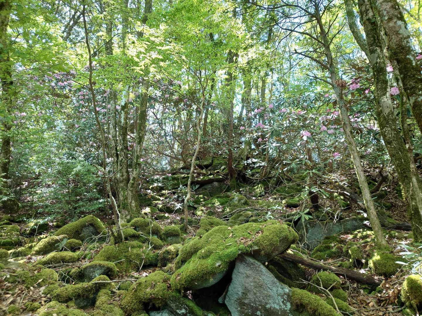 苔むしゾーン