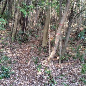 まっすぐ土の道を進みました。