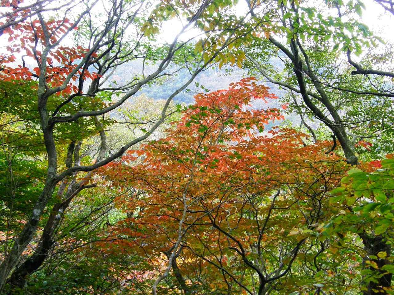 紅葉始まっとるやん〰️〰️〰️😺🍁
