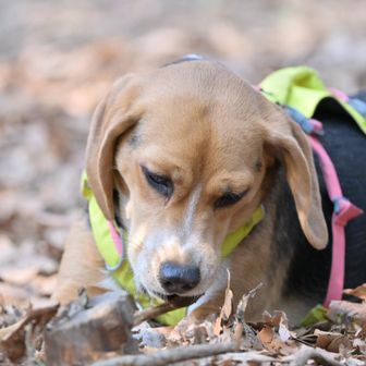 Beagle プリン
