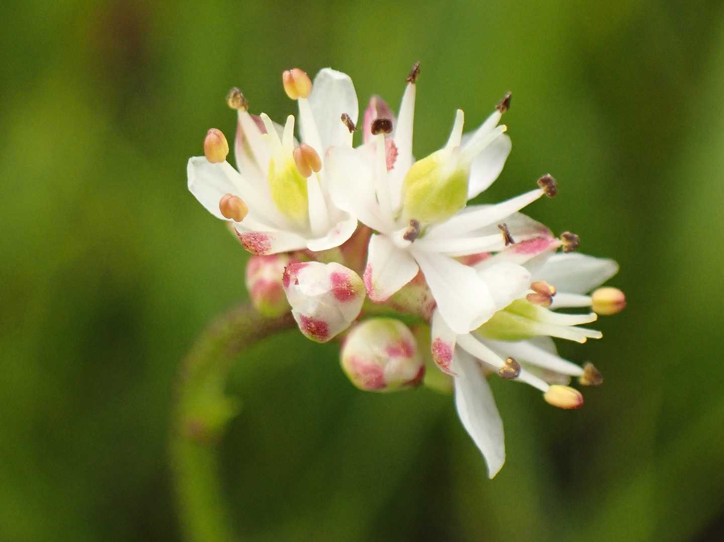 イワショウブ
※ヒメイワショウブかと思いましたが、
後で茎を確認したら特徴がイワショウブだったので訂正