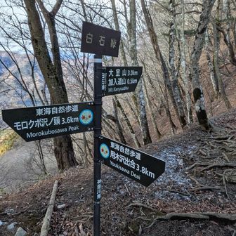 ほどなく白石峠通過。用木沢出合に下山するエスケープルートもありますが、ここまで来たら畦ヶ丸に行かいでか！で、モロクボ沢ノ頭へ