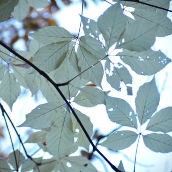 コシアブラの白い葉🤍きれいです
