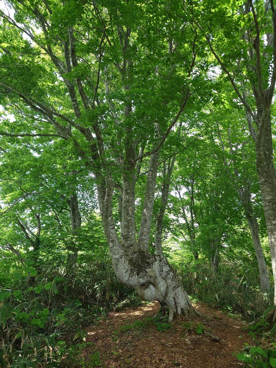 牛岳登山口-牛岳 往復コースの写真