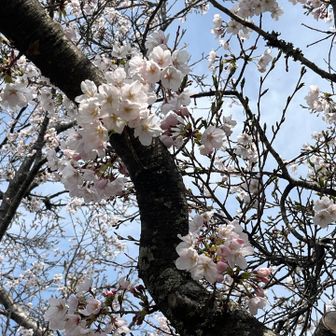太い枝から直接お花🌸