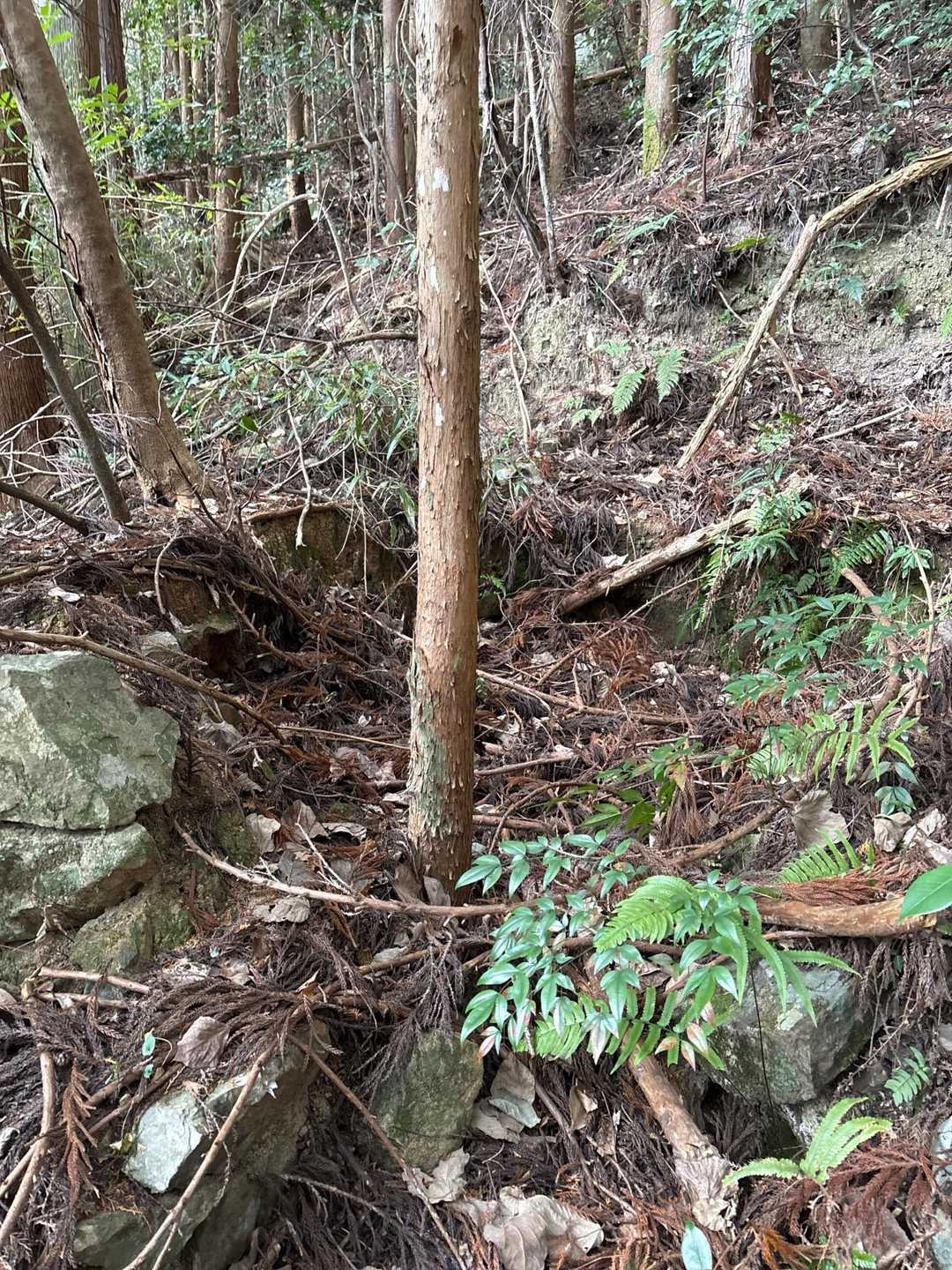 涼山登山口-涼山 往復コースの写真