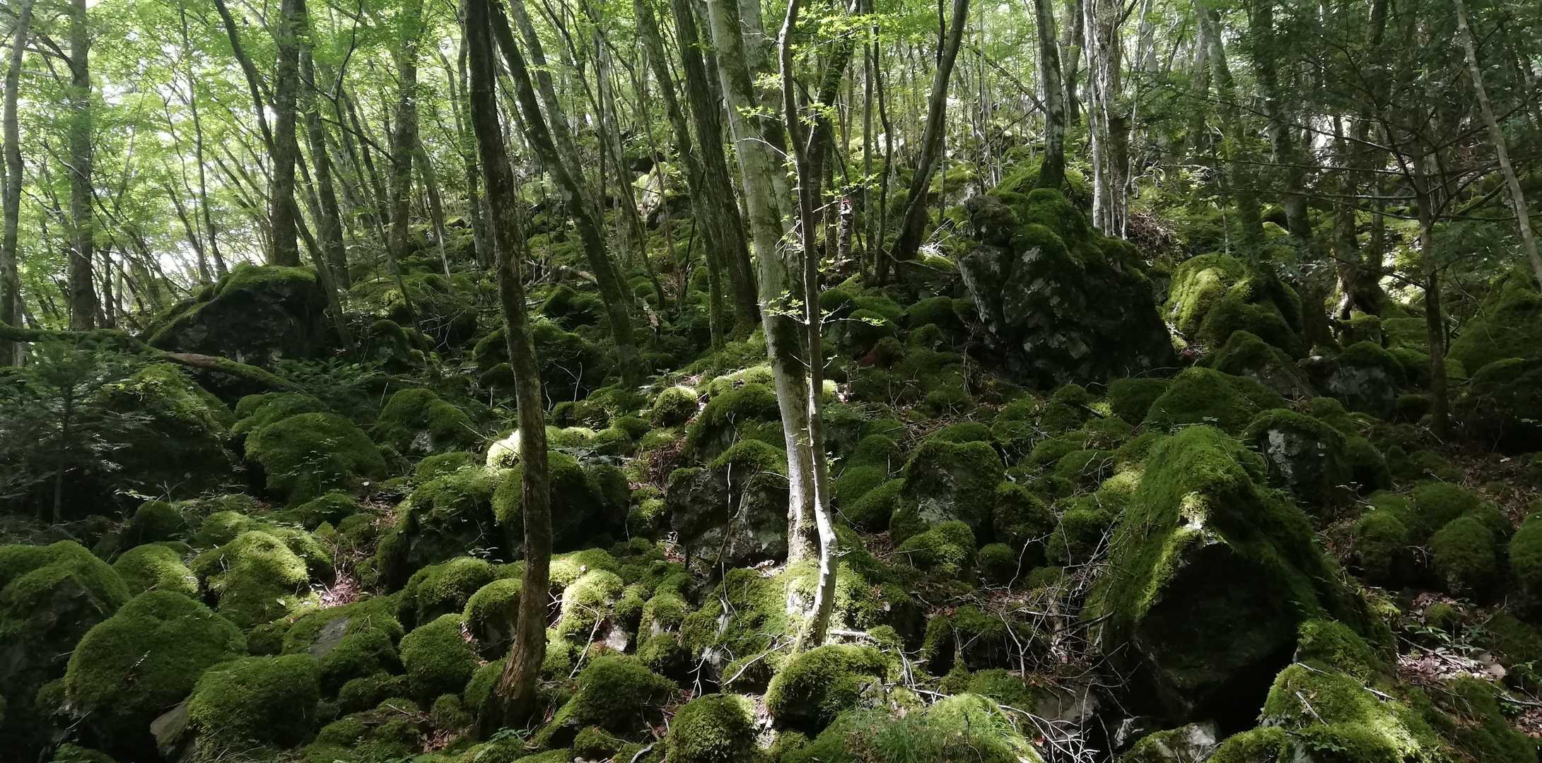 目的②「苔の名所」