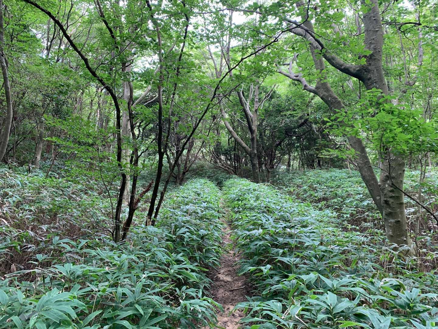 緑が綺麗