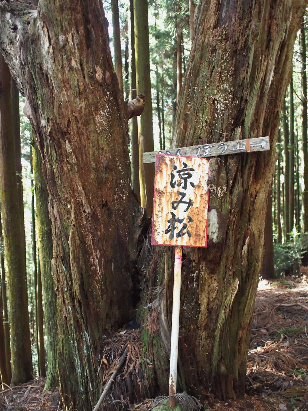 涼み松