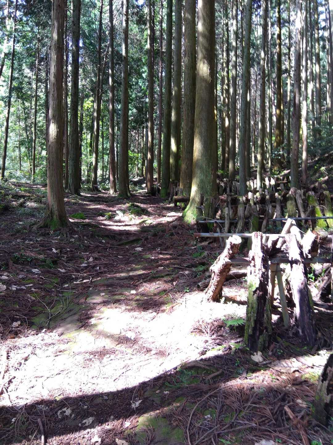 この先までは緩やかな登山道。