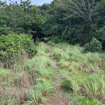 林道の後みたいです
山頂へと