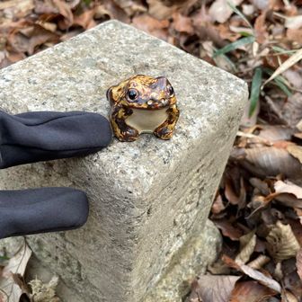 前回に見つけられなかった御嶽山の三角点を見つける事が出来ました😆🐸