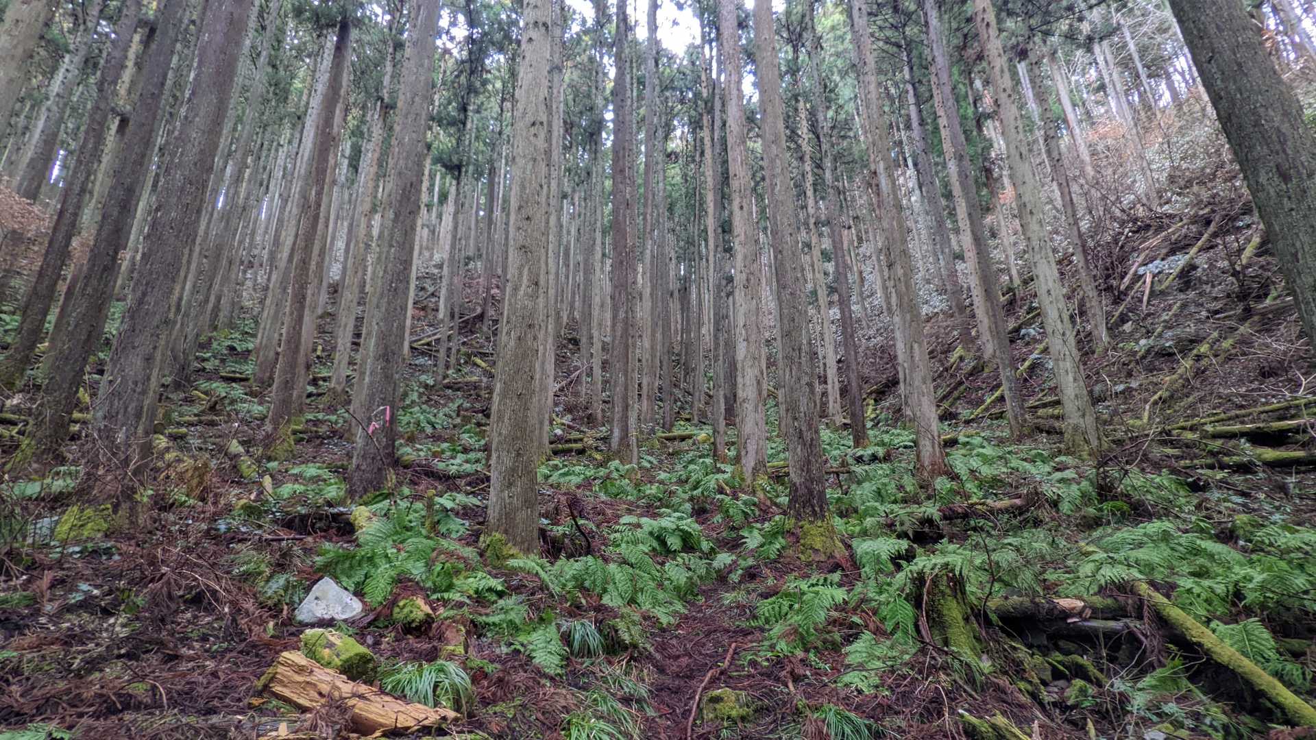 景色が全然変わらない😥富士の樹海に行った事ないけど、こういう感じなのかなぁ🙄