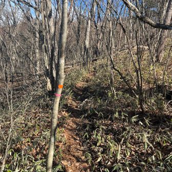 ピンクテープ🩷