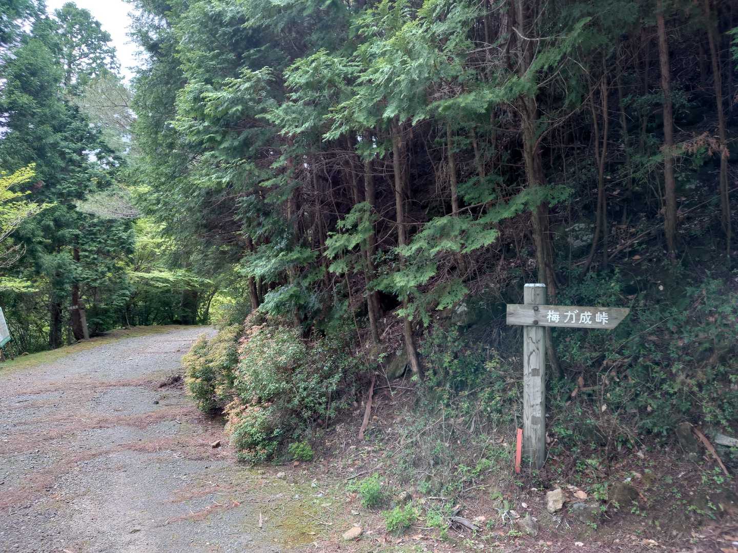帰りは林道を歩きます。