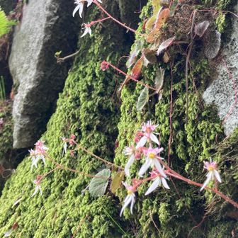 木の芽峠まで下りてきたら、登る時には気づかなかったユキノシタのお花を見つけた✨
