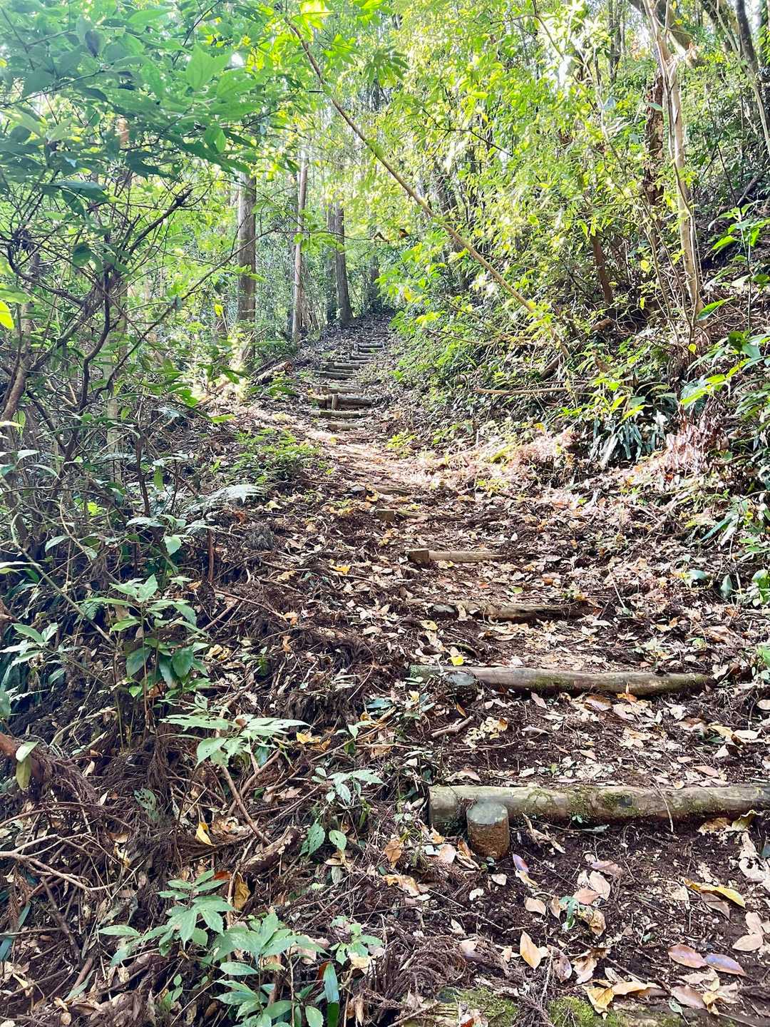 陣ノ岡トレッキングコース入口-陣ノ岡 往復コースの写真