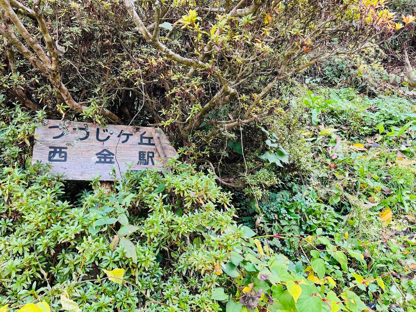 他所様のお庭に入ってしまうんではないかと思う所、左側に埋もれた標識🌟