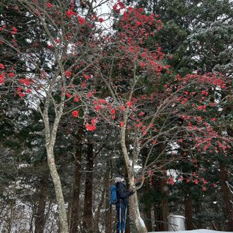 ナナカマドがきれい