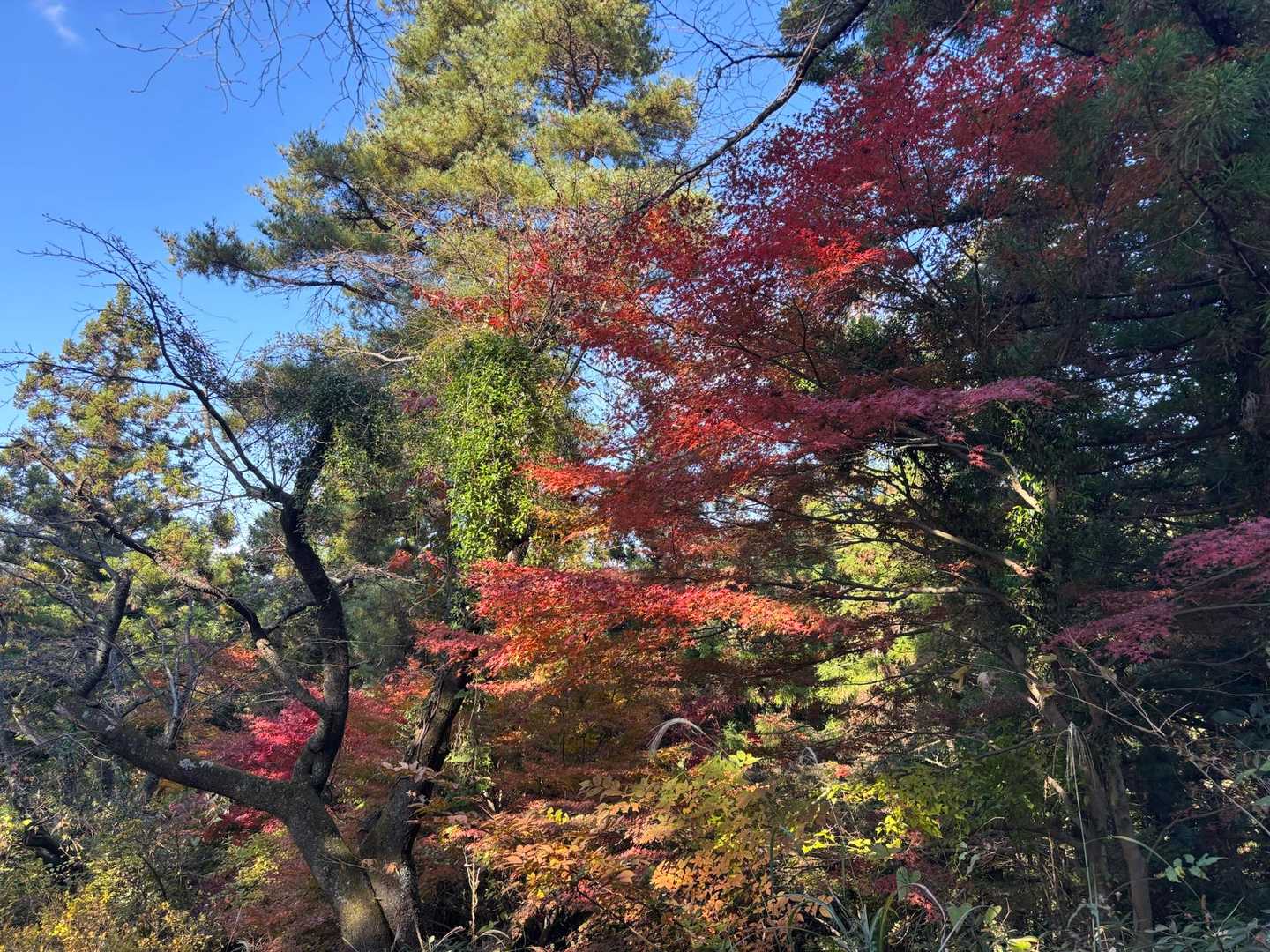 紅葉鑑賞しながら小仏城山へ。ちなみにもみじ台のトイレは使用不可となってます⚠️