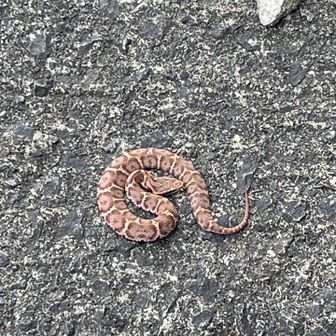 🐍。マムシかな？