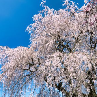 この桜は何度見ても素晴らしいです。