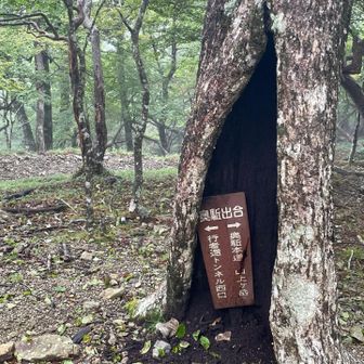 木の根で滑らないように気をつけて降ります‼️