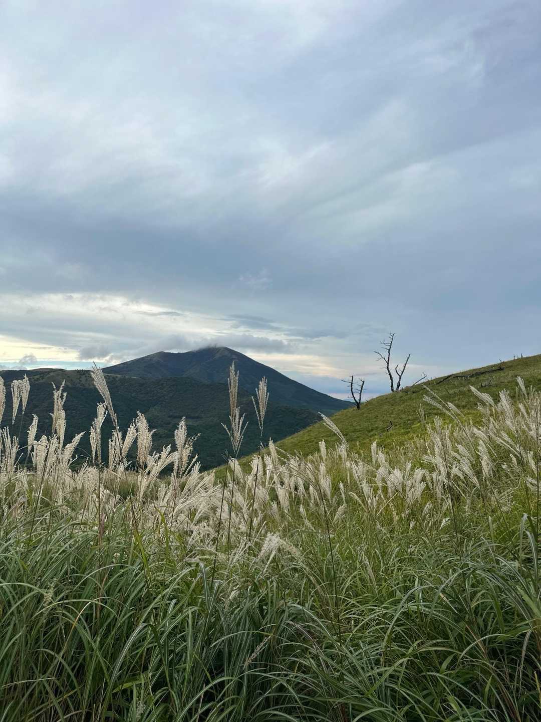 おにぎり山 往復コースの写真