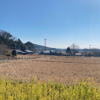 暖かくて菜の花も咲いてて春感じた🌼
登山口にある小さな蝋梅の木の花も咲いてて成長が楽しみです🌼