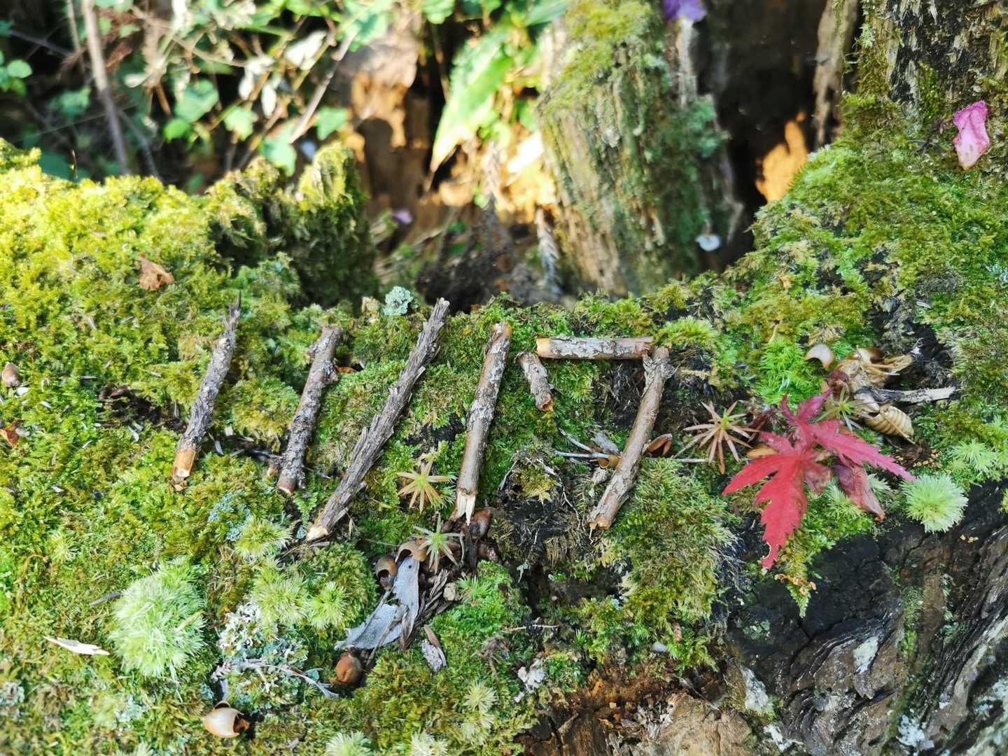 智満寺 往復コースの写真