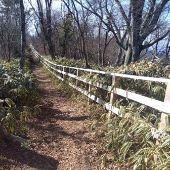 ブナの遊歩道、ここが良いなあ、手すりもきれいにして、整備されてます