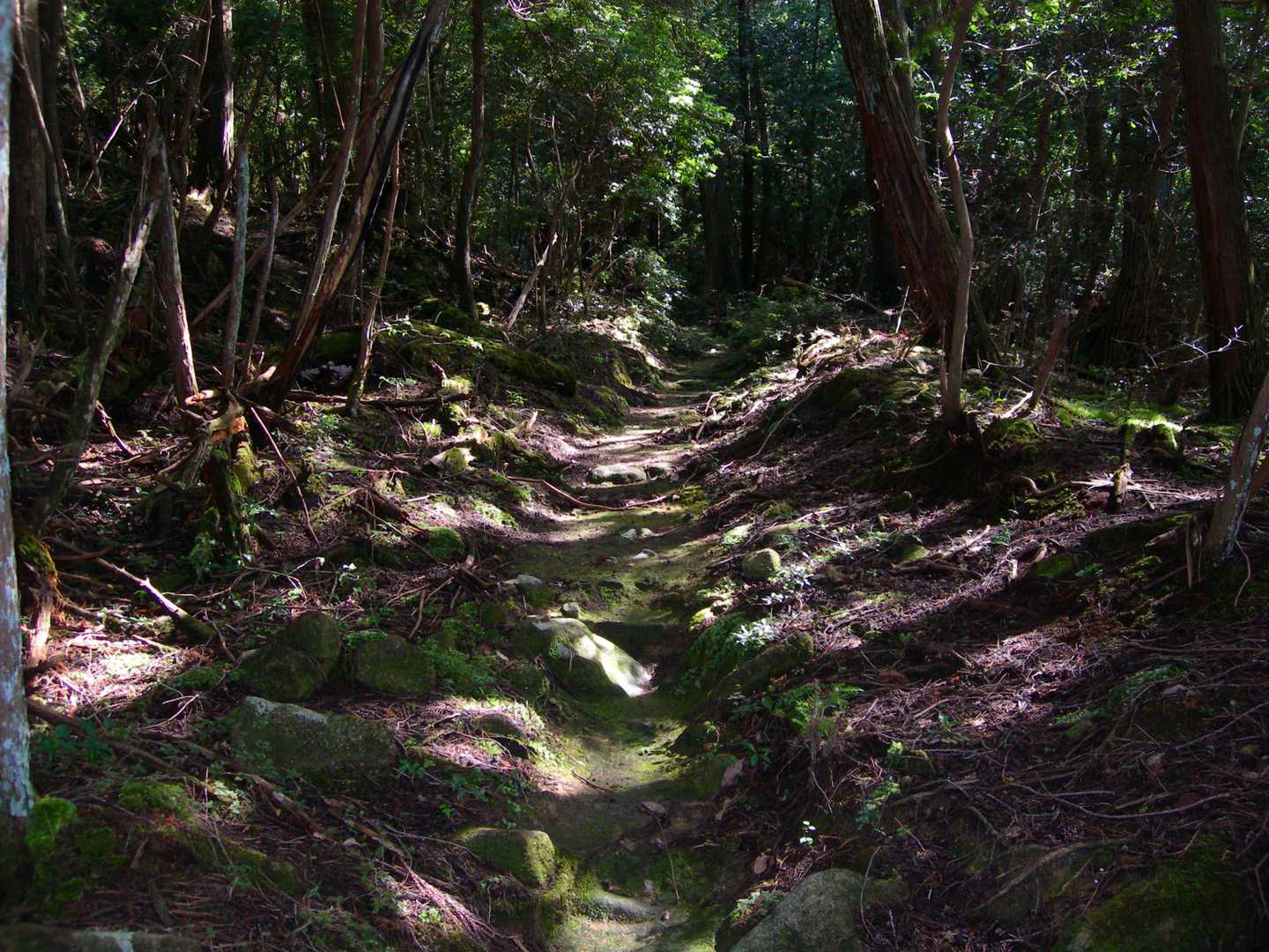 赤目里地里山コース-竜神山 往復コースの写真